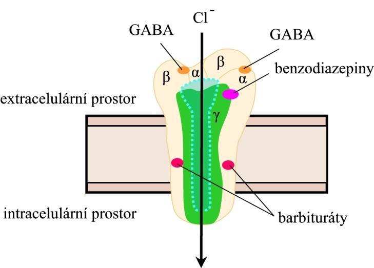 Obr. 3 Schematické znázornění GABA A receptoru. Vazbou dvou molekul GABA na rozhraní α a β podjednotek se kanál aktivuje a stane se vodivý pro chloridové ionty.