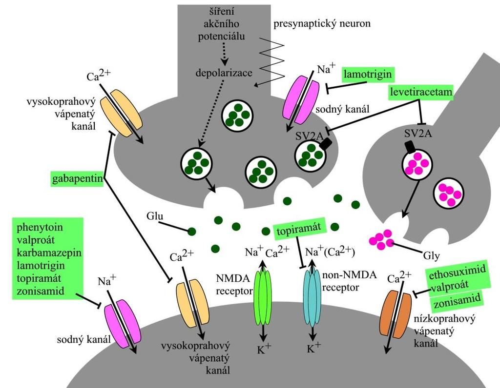 Obr. 8 Ilustrační zobrazení molekulárních cílů antiepileptik excitační synapse. AE mají schopnost přímo nebo nepřímo ovlivňovat excitační signalizaci v CNS.