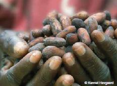 Kakao Většina fairtradového kakaa pochází ze západních zemí Afriky, ale mnoho nových výrobců existuje také v Latinské Americe. Obrázek 12: Kakaové boby Zdroj: Annual report 2011-12, n.d. Costa d Ivoire, Peru, Ghana a Kolumbie patří mezi hlavní producentské země kakaa.