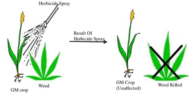 Resistence Příklad RUR kukuřice RUR je herbicide, který ničí všechny rostliny RUR kukuřice