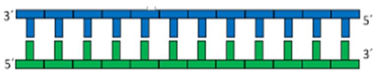 PCR metodika DNA dvoušroubovice je složená z nukleotidůa, T; C, G