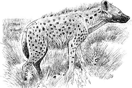 Typickým komenzálem je hyena žíhaná Hyaena hyaena.