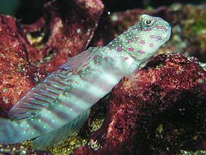 Hlaváčovité ryby z rodu Cryptocentrus používají doupata garnátů rodu Alphaeus jako bezpečný úkryt.