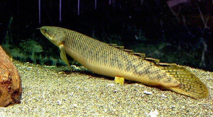 Bichir