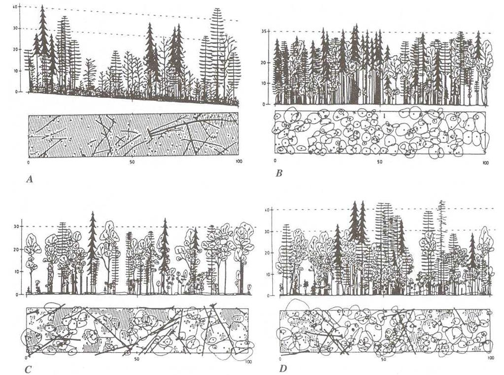 Obnova v lese přírodním V lese přírodním se jeho vlastnosti (struktura i