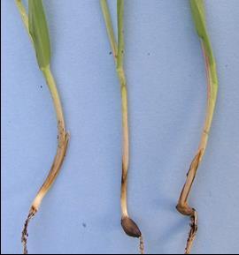 C. sativus je patogen přenosný osivem a ve formě mycelia nebo konidií přežívá na posklizňových zbytcích i v půdě.