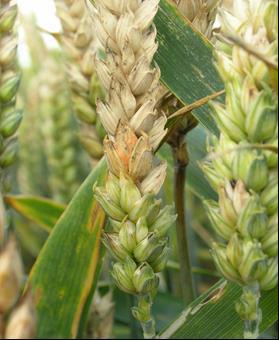 Růžovění klasů pšenice (vlevo) a ječmene (vpravo) (Foto Matušinský) Ochrana: Musí být komplexní s uplatněním všech zásad integrované ochrany rostlin.