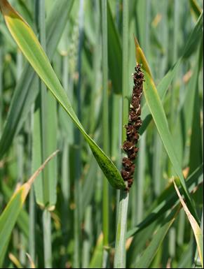 Prašná snětivost pšenice (Foto Matušinský) Houby rodu Tilletia (Tilletia spp.) patří do skupiny stopkovýtrusných hub, které nejsou schopné se vyvíjet a rozmnožovat mimo hostitelskou rostlinu.