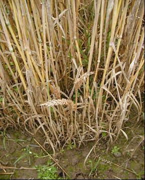 Ochrana: Sledování a evidence výskytu choroby na pozemcích, používání mořidel, které jsou registrované do pšenice proti sněti zakrslé (přípravky s účinnými látkami difenokonazol a fuberidazol).