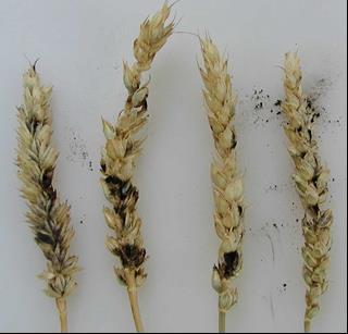 Mazlavá snětivost pšenice (Foto Matušinský) Hladká snětivost pšenice (Tilletia foetida) Napadení je zřetelně viditelné až na vytvořených klasech.