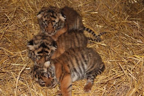ODCHOVY Mnohem veselejší stránkou je narození. I v letošním roce se nám podařilo odchovat několik mláďat. Asi největším lákadlem pro návštěvníky budou tygřata, která se narodila hned ve dvou vrzích.