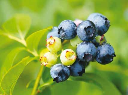 Kanadské borůvky Kanadská borůvka, odborným názvem brusnice chocholičnatá (Vaccinium corymbosum), je v poslední době velice oblíbená u českých zahrádkářů.