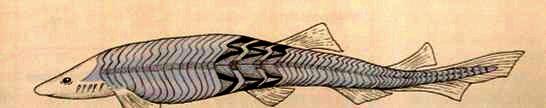 strunatců somitická