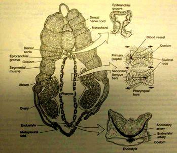 míšní očka autapomorfie), párové míšní nervy - smíšená fce asymetricky) rostrální rozšíření - mozek : pigmentová