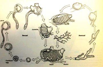 sumky salpy / ohnivky / salpy vršenky Urochordata Tunicata) výlučně mořská skupina, filtrátoři fytoplanktonu Redukce metamerisace, mesodermálních struktur a coelomu zůstává jen perikard)