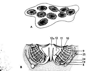 schlosseri Ascidiacea 