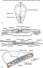 Odontoblasty, osteoblasty Vasoreceptory Neuromasty, pouzdra smyslových orgán a ásti neurokrania Klíčovým zdrojem apomorfií Craniata je neurální lišta a