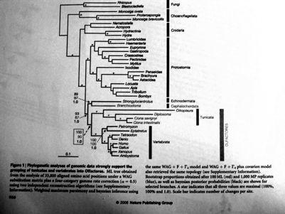 regulace totéž je u Tunicata Plášť - extraindividuální síť volně pohyblivých pluripotentních) buněk - dtto neurální lišta) '?