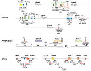 Rhombomerická organisace mozku partim) je ustavována expresí Hox1-4 a specifickými vazebnými geny Pbx, Krox20, Kreisler Hox/Pbx system je i u Urochordata Tunicata':''extrémně'malý'genom''0.0260.