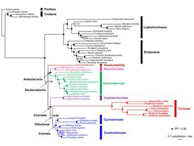 2009: An updated 18S rrna phylogeny of 2009 Phlebobranchia Thaliacea Appendicularia Stolidobranchia tunicates based on mixture and secondary structure