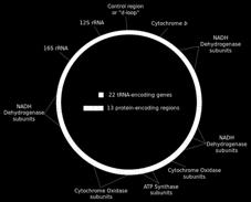 The scale bar represents the estimated number of substitutions per site. Singh et al. BMC Genomics 2009 10:534 doi:10.