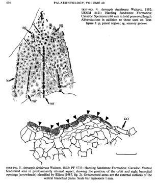 Annelida, Mollusca atd.