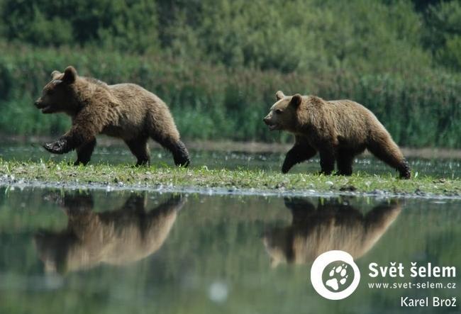 PO STOPÁCH VELKÝCH ŠELEM MEDVĚD HNĚDÝ 1c. úkol: Seznam se s medvědem ZADÁNÍ: Doplň do textu 12 chybějících slov, která jsou rozházena v nabídce.