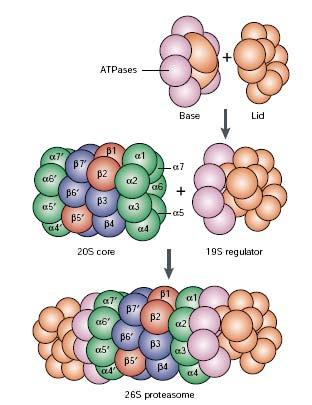 Fig. 5. Composition of the proteasome. 20S core and 19S regulator, which further consists of two multisubunit components, the base and the lid, form together 26S proteasome.