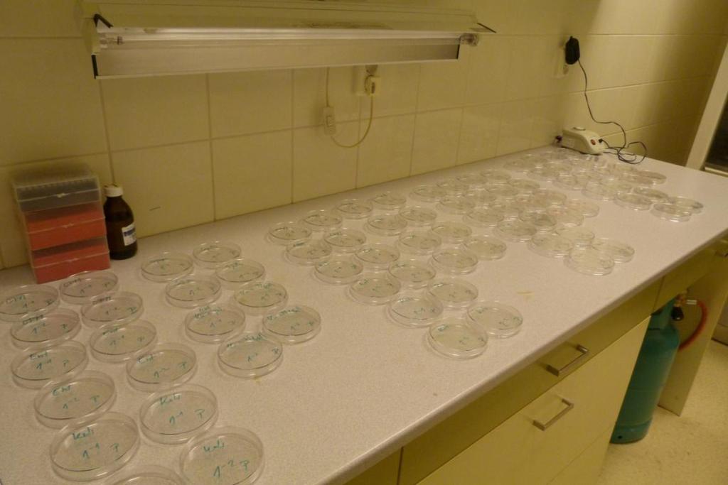 jednorázové špičky na automatické pipety. Petriho misky byly použity sterilní jednorázové. Všechny použité sterilní pomůcky a nástroje byly do doby použití uchovávány sterilně. 4.