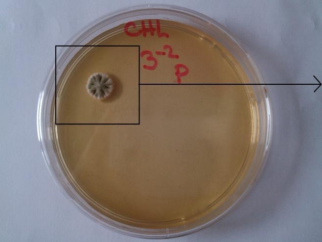 Obrázek 23 - Jediná kolonie plísně, která v celé mikrobiologické analýze narostla Vývoj počtu kvasinek a plísní v závislosti na čase U vzorku č.