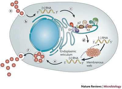 Obrázek 3: Životní cyklus viru Upraveno podle [248] a) Vazba virionu zprostředkovaná membránovými receptory (membránový protein CD81, LDL receptor-ldlr, scavenger receptor SR-BI, claudin 1-CLDN1,