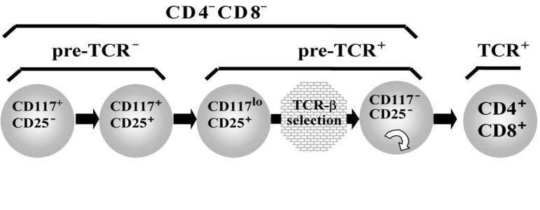 rekombinace se TCR prothymocyt nachází. Při zvýšení exprese CD25 doprovázené sníženou povrchovou hustotou CD117 dochází současně k rekombinaci V(D)J segmentů v genech pro β, γ a δ řetězce TCR.