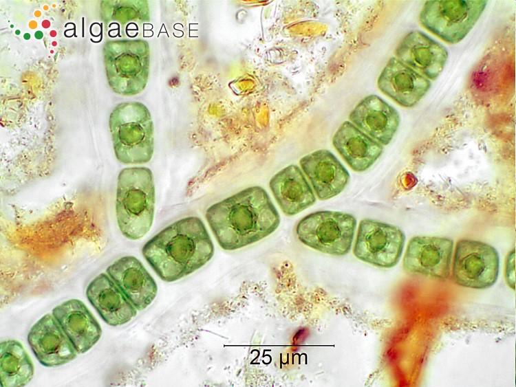 Obr. 14 Chroodactylon ornatum Převzato z www.algaebase.