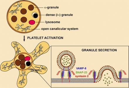 receptorů pro fibrinogen a fibronectin na povrchu