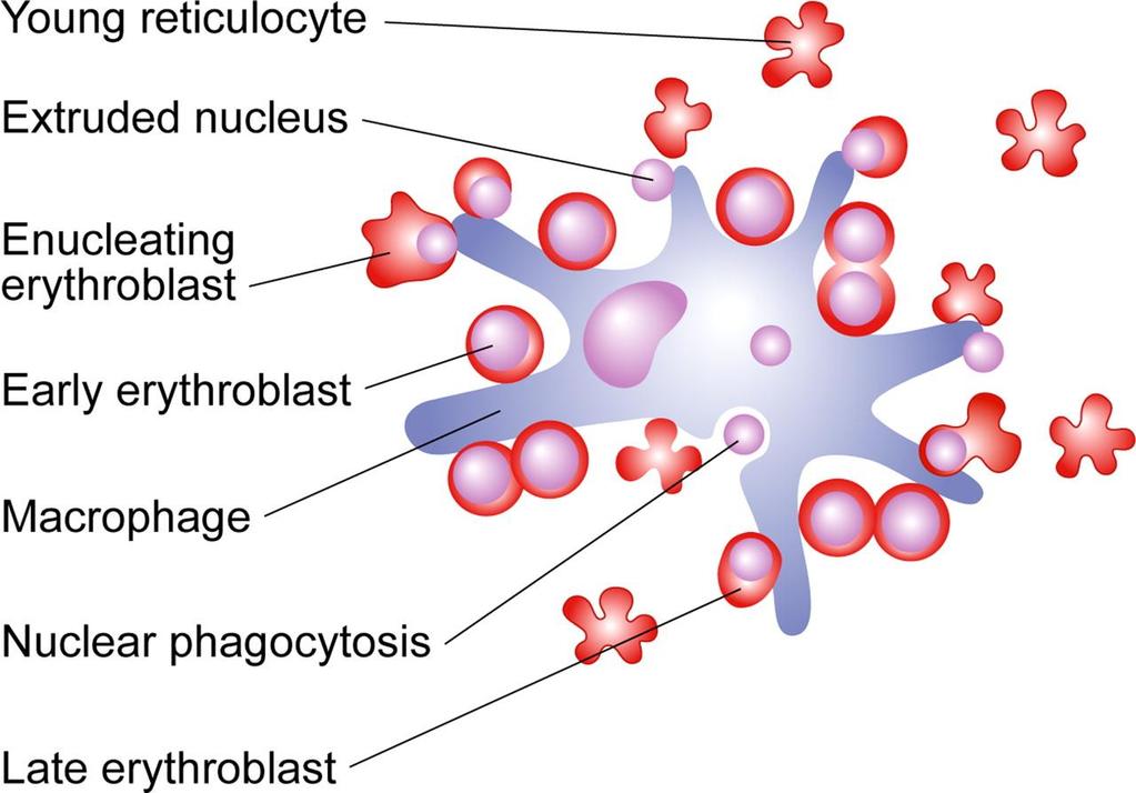 Proliferation and differentiation processes occurring within