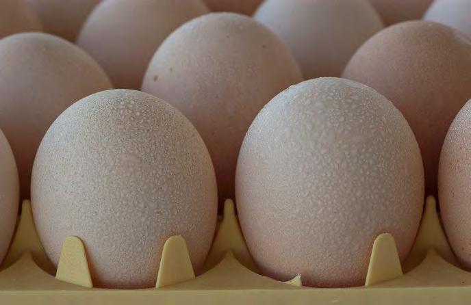 ROSS TECHNOLOGICKÝ POSTUP PRO RODIČE: Péče o násadová vejce na farmě Tabulka 20: Vztah mezi délkou skladování vajec a teplotou skladu.