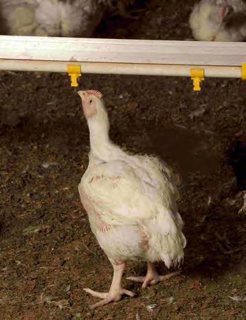 Kapitola 1 V počátečních fázích odchovu musí být linky kapátek umístěny ve výšce, ve které jsou kuřata schopná pít. Hřbet kuřete musí v průběhu pití tvořit úhel 35-45 s podlahou.