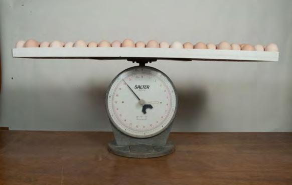 Příjem živin musí být při odchylkách od očekávaného denního profilu hmotnosti vajec vhodně upravován. Denní hmotnost vajec musí být zaznamenávána od 10% průměrné snášky.