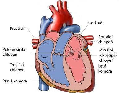 Obrázek 1.: Popis srdce. [17] 1.2 Elektrická činnost srdce Elektrické impulsy vytváří specializovaná srdeční svalovina nezávislé na hormonálních a nervových vlivech.