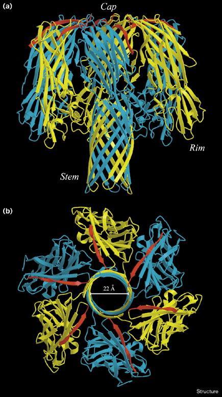 Panton-Valentinův Leukocidin Exotoxin, který poškozuje leukocyty tím, že naruší jejich membránu Projevy Hemorrhagicko-nekrotické fulminantní pneumonie Závažné infekce měkkých tkání V USA více MRSA X