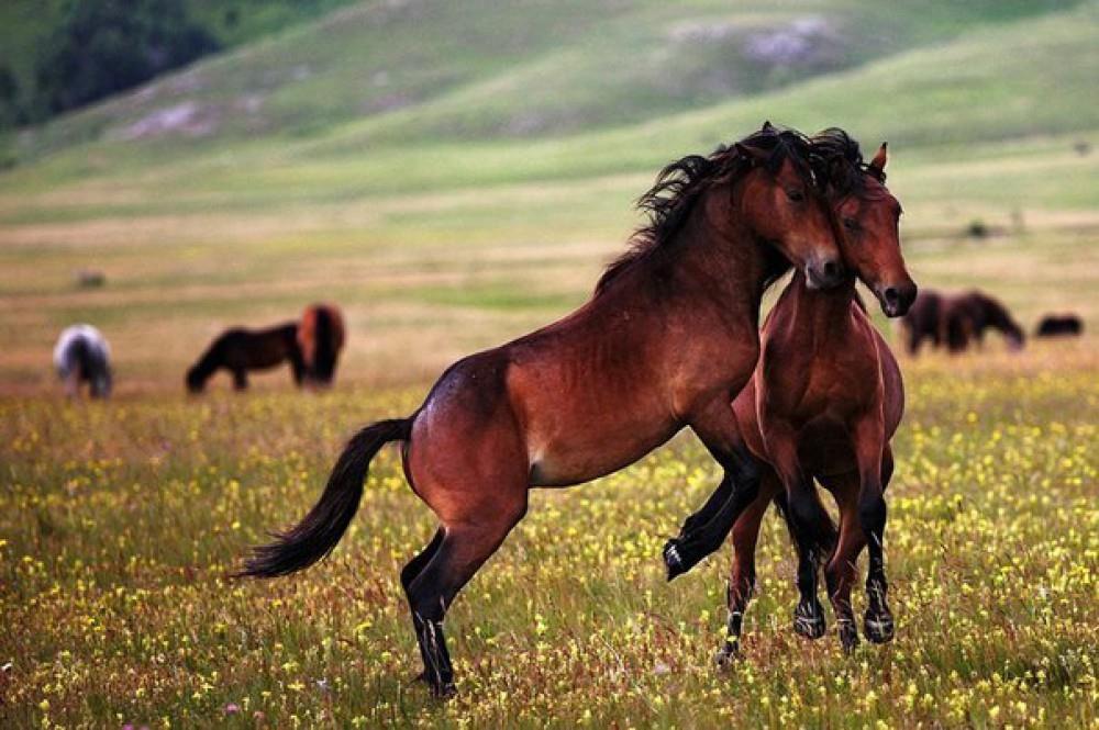 Karabašský kůň