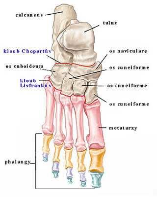 Klouby nohy Kosti vytvářející kostru nohy jsou spojeny mnohými klouby (Fleischmann, Linc, 1981). Mezi zásadní klouby na noze patří kloub hlezenní a dolní kloub zánártní.