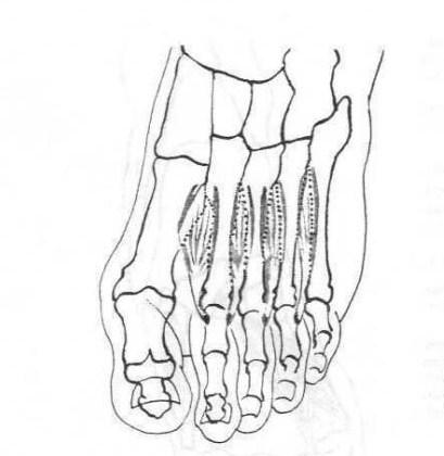 Do skupiny střední Fleischmann a Linc (1981) zahrnují svaly mezikostní, červovité, krátký ohybač prstů a čtyřhranný sval chodidlový. Mezikostní svalstvo rozdělují na hřbetní a chodidlové.