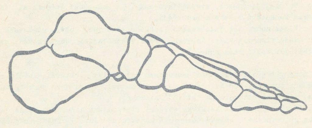 3. 4 Klenby nohy Kostra nohy je dle Fleischmanna a Lince (1981) uspořádáním kostí, které jsou vyklenuté směrem dovnitř. Tento klenutý útvar se nazývá klenba nohy.