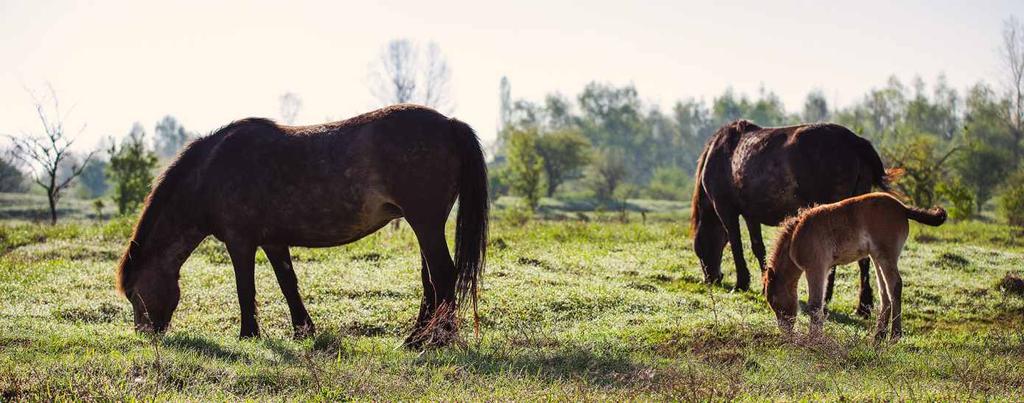KONTAKT Adresa Naše sídlo se nachází v Kutné Hoře, jednom z nejkrásnějších měst ve střední Evropě, zapsaném na celosvětový seznam světového dědictví UNESCO. Česká krajina o.p.s. Šultysova 17 284 1 Kutná Hora Česká republika Web E-mail www.