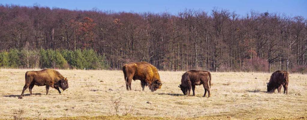 FINANČNÍ ZPRÁVA Výkaz zisku a ztrát: Činnost Náklady(v tisících Kč) Spotřebované služby Spotřeba materiálu Ostatní náklady Změna stavu zásob Mzdové náklady Odpisy Daně a poplatky Ostatní náklady