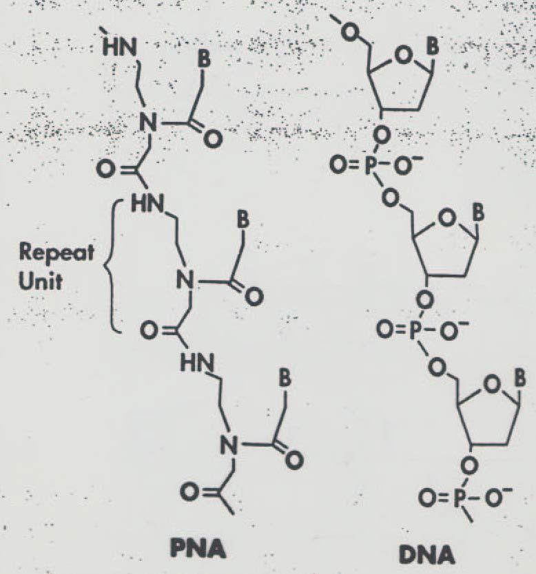 Peptidonukleová kyselina PNA nenabitá molekula vazba k DNA/RNA
