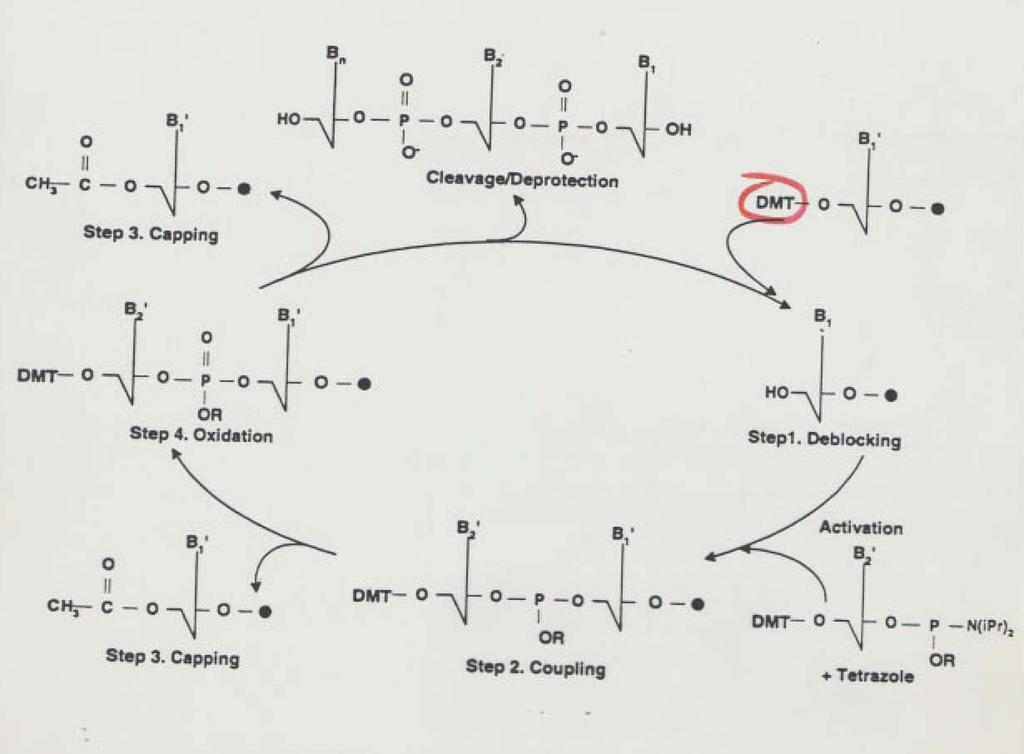 Syntéza oligonukleotidu organická syntéza na