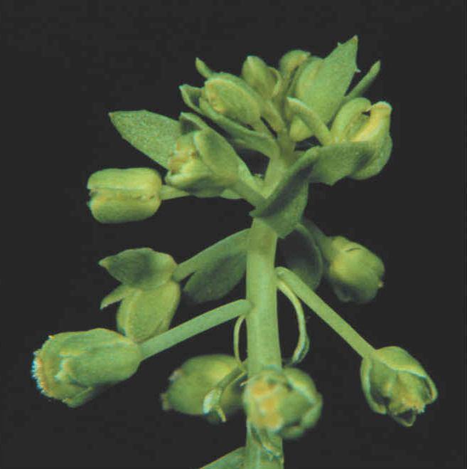 Geny určující identitu květních meristémů 5 LEAFY (LFY) TERMINAL FLOWER1 (TFL1) APETALA1 (AP1) CAULIFLOWER