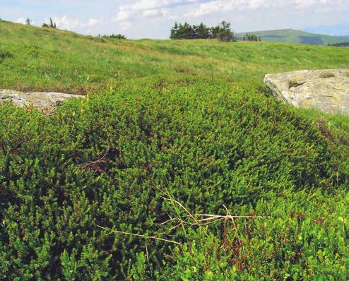 Loiseleurio procumbentis-vaccinion Varianta Carex bigelowii (AAA AAA01b) zahrnuje druhově chudší porosty na chráněnějších stanovištích v nižších nadmořských výškách než předchozí varianta.